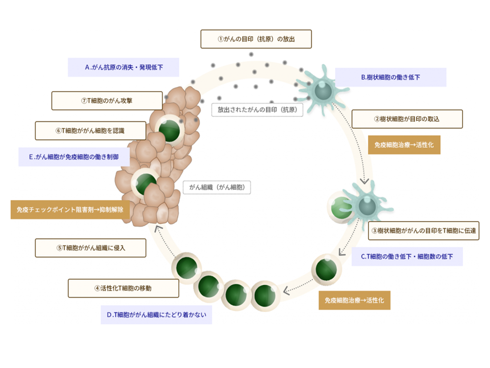 がん免疫サイクル