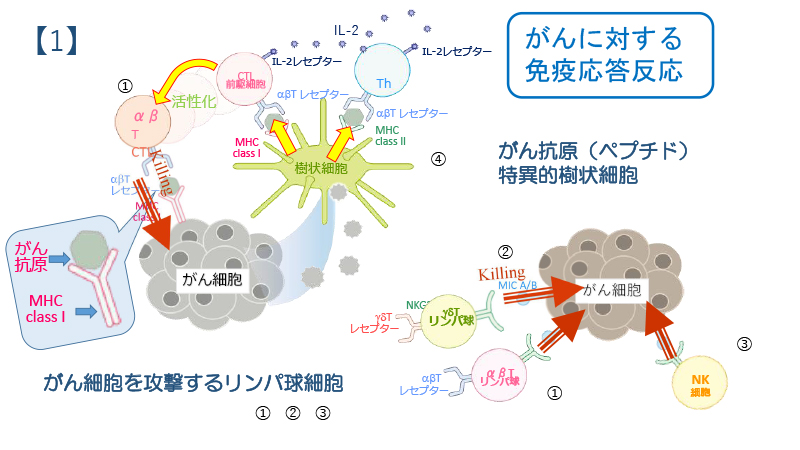 がんと免疫の関係｜福岡メディカルクリニック・博多区中洲川端駅の内科