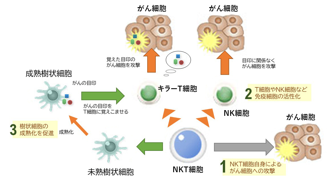 NKT細胞の様々なはたらき